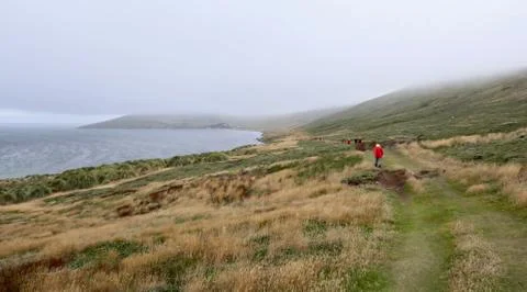 Tourists on path in rough and windy grass landscape on island, Falkland Islands Stock Photos