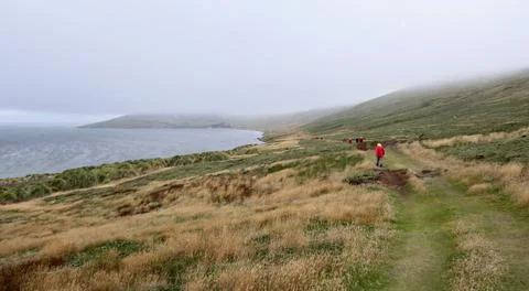 Tourists on path in rough and windy grass landscape on island, Falkland Islands Stock Photos