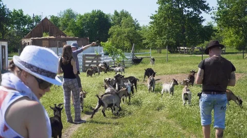 Tourists playing with goats. Video stock 91587777