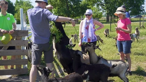 Tourists playing with goats. Stock Footage 91587998
