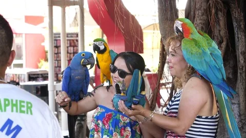 Tourists posing with parrots. 스톡 동영상 81107231