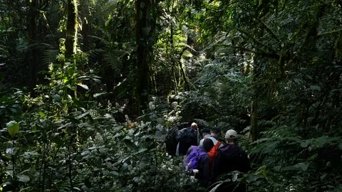 Tourists in a rain forest Stock Footage 100403717