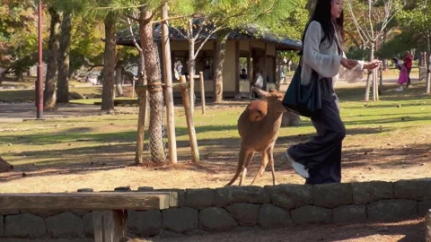Tourists React as Nara Deer Chase and Nibble Them in Public Park Stock Footage 314000404