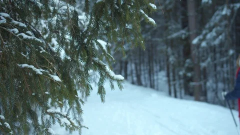Tourists ride in a pine forest. Background Stock Footage 129100510