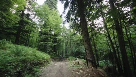 Tourists, road, forest, sky. Smooth transition of camera from tourists to sky Stock Footage 208887765
