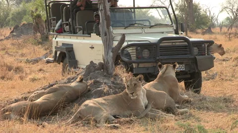 Tourists on safari vehicle looking at lion pride Stock Footage