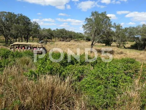 Tourists in safari vehicle watch wild animals at Disney Animal Kingdom, Orlan Stock Photos