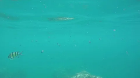 Tourists snorkeling with exotic fishes in the crystal clear waters of thailand Stock Footage