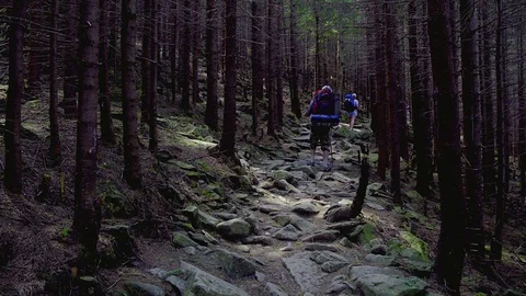 Tourists on a stone path in a fairy forest Stock-Footage 113482070