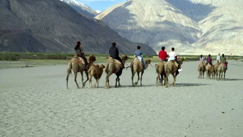 Tourists take camel rises on desert sand dunes in group Stock Footage 282113798