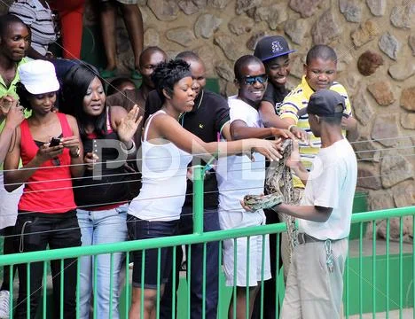 Tourists touching python Stock Photos