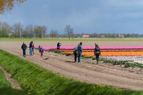 Tourists at tulip fields Stock Photos