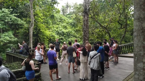 Tourists on Viewing Deck Photographing Macaque Monkeys Sacred Monkey Forest Stock Footage 339751460