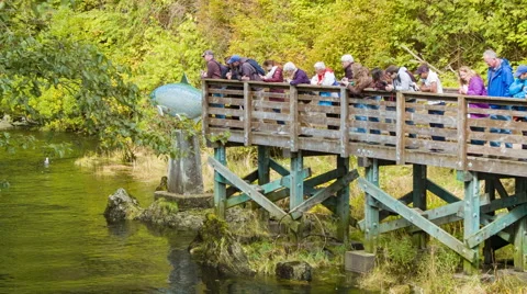 Tourists Viewing Salmon Run at Ketchikan Creek in Alaska Stock Footage
