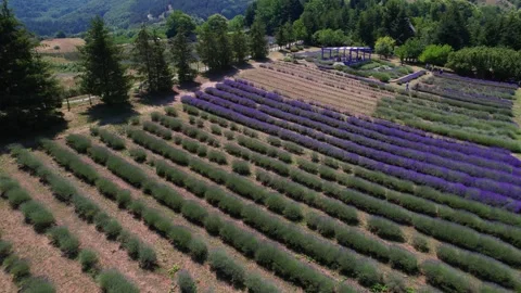 Tourists visiting a lavender field. Stock Footage 338031331