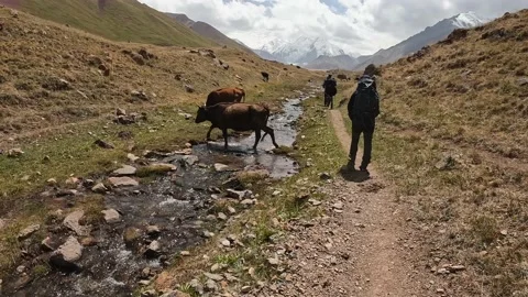 Tourists walk along a small stream along a path where cows graze Stock Footage 208437488