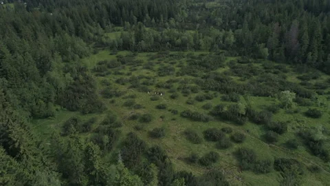 Tourists walk through the clearing Stock Footage 266235396