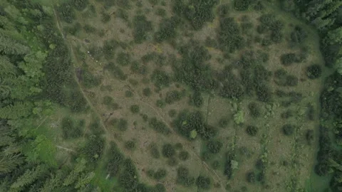 Tourists walk through the clearing Stock Footage 266236360