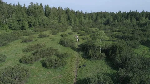 Tourists walk through the clearing Stock Footage 266399106