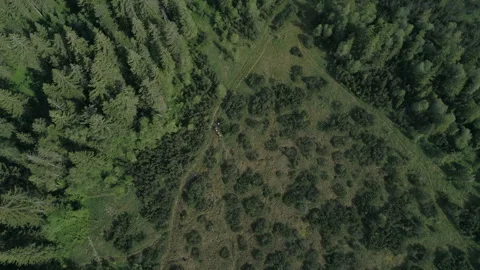 Tourists walk through the clearing Stock Footage 266399831