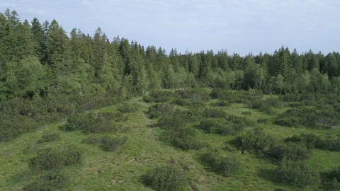 Tourists walk through the clearing Stock Footage 266400131
