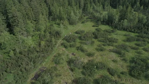 Tourists walk through the clearing Stock Footage 266400159