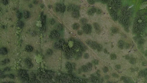 Tourists walk through the clearing Stock Footage 266401123