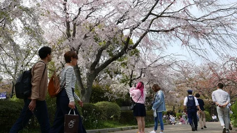 Tourists walk under white cherry trees blooming in spring, Tokyo Japan Stock Footage 98316003
