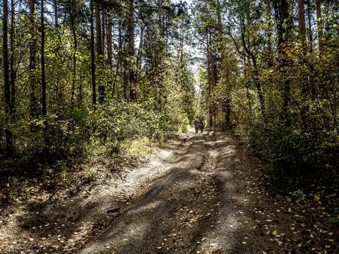 Tourists is walking along a forest path Foto stock