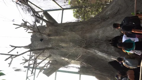 Tourists walking to a cave inside a huge tree in the Huachipa zoo at daytime in Видео 158286574