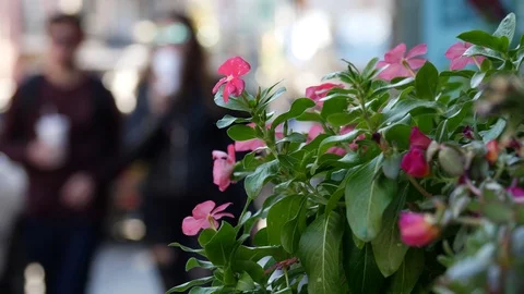 Tourists walking down Bourbon street  New Orleans Stock Footage 87060675