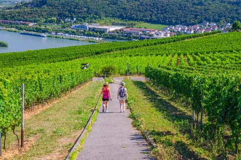 Tourists walking down path road in vineyards green fields Rhine Gorge river V Stock Photos