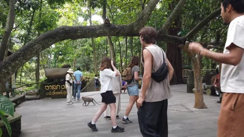 Tourists Walking with Macaque Monkey at Sacred Monkey Forest Entrance Ubud Bali Stock Footage 339751409