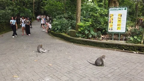 Tourists Walking Main Pathway by Guidelines Sign Sacred Monkey Forest Ubud Bali Stock Footage 339751448