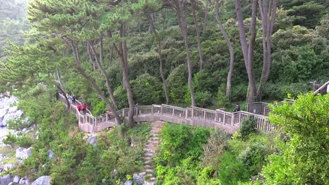 Tourists on the walking path along the coast of Dongbaek island. South Korea Vídeos de archivo 229929501