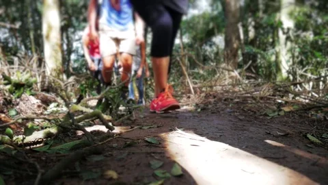 Tourists Walking Through the forest Видео 73544815