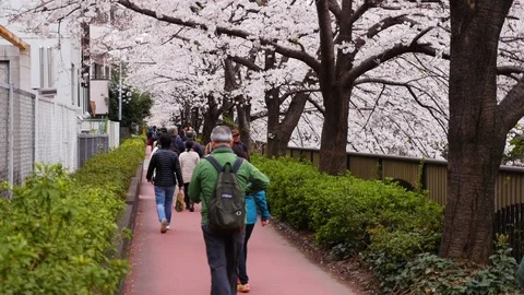 Tourists walking under cherry blossoms Stock Footage 113315952