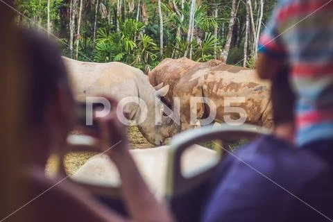Tourists watch the animals from the bus in the safari park Stock Photos