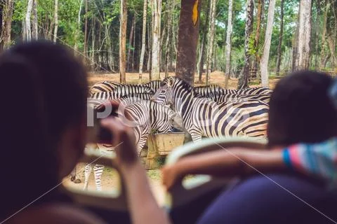 Tourists watch the animals from the bus in the safari park Stock Photos