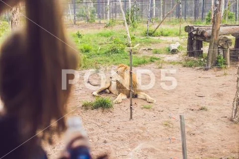 Tourists watch the animals from the bus in the safari park Stock Photos