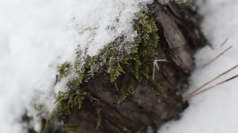 Tourists in the winter in the forest make camp Stock Footage 87345262