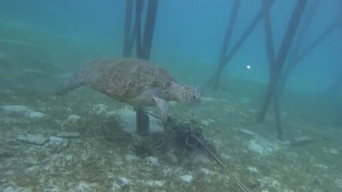 Tourtle derawan 1080 2 Stock Footage 198519735