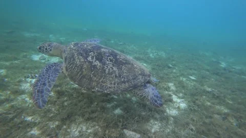 Tourtle derawan 4k Stock Footage 198519652