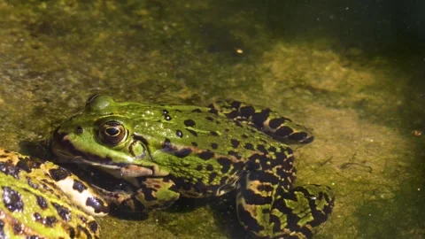 A tout frog rsesting beside a pond Stock Footage 310144253