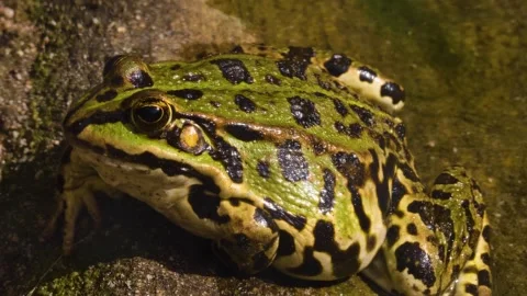 A tout frog rsesting beside a pond Stock Footage 310144271