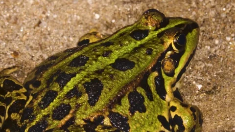 A tout frog rsesting beside a pond Stock Footage 310144278