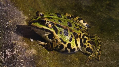 A tout frog rsesting beside a pond Stock Footage 310144284