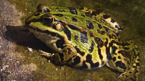 A tout frog rsesting beside a pond Stock Footage 310144285