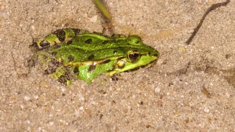 A tout frog rsesting beside a pond Stock Footage 310144293
