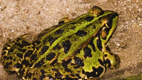 A tout frog rsesting beside a pond Stock Footage 310144321